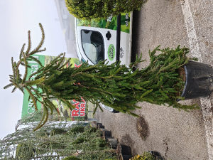 Picea Inversa Pendula