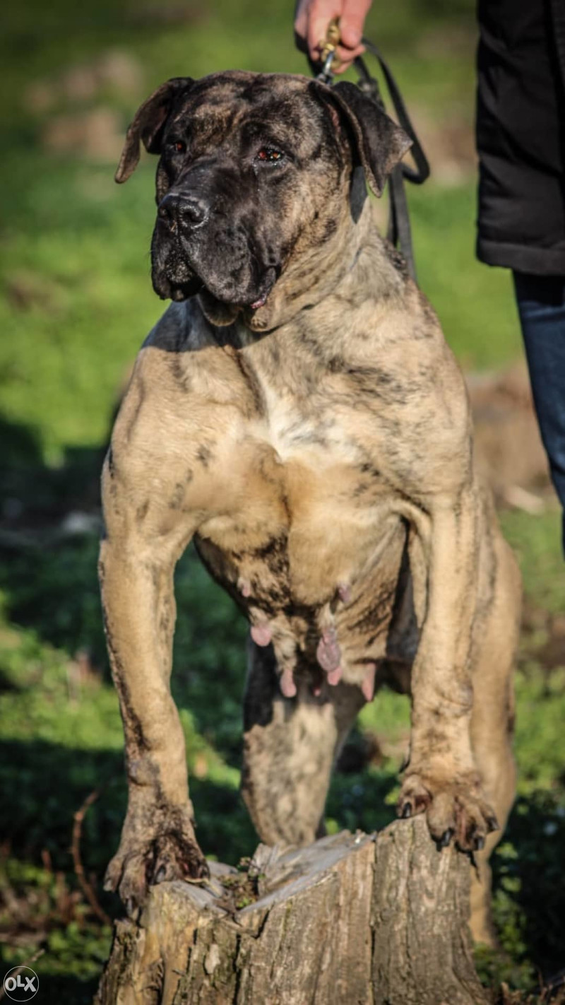 Presa Canario Dogo Canario Zivotinje Psi I Stenad Sokolac Olx Ba