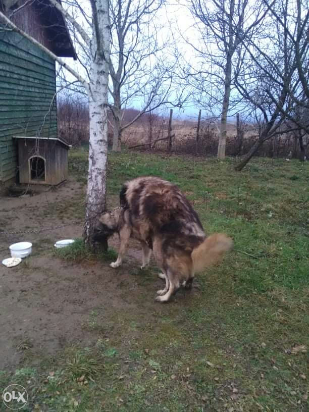 Stenci sarplaninca Psi i Štenad