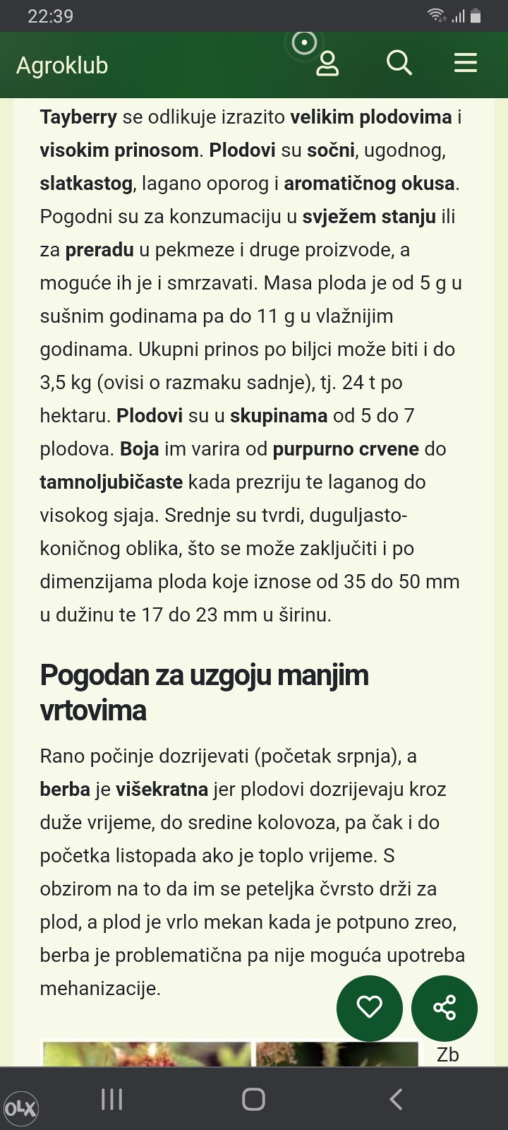 Tajbery sadnice