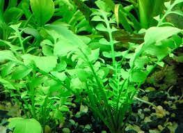 rorippa aquatica