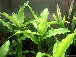 flascopa candens