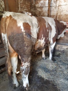 Bik 700 KG