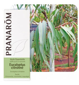 Eterično ulje Eukaliptus limunski PRANAROM