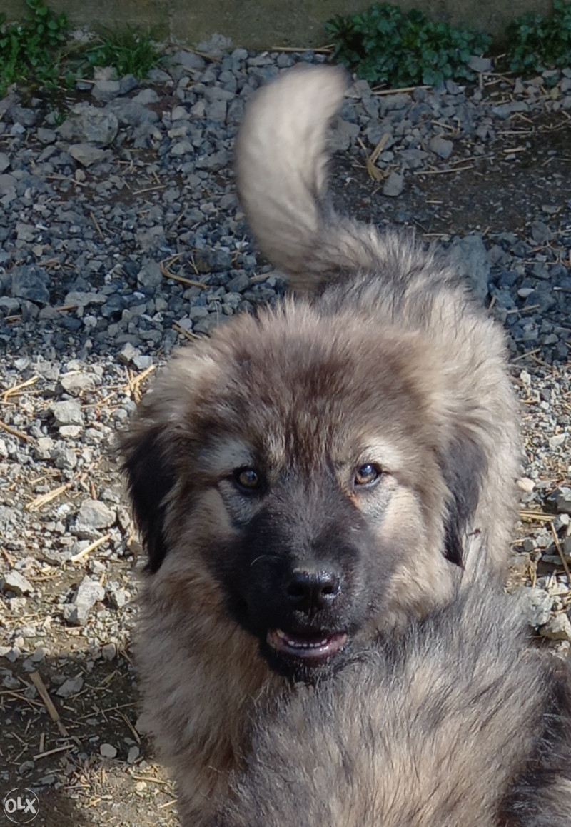 Sarplaninac muzjak Psi i Štenad