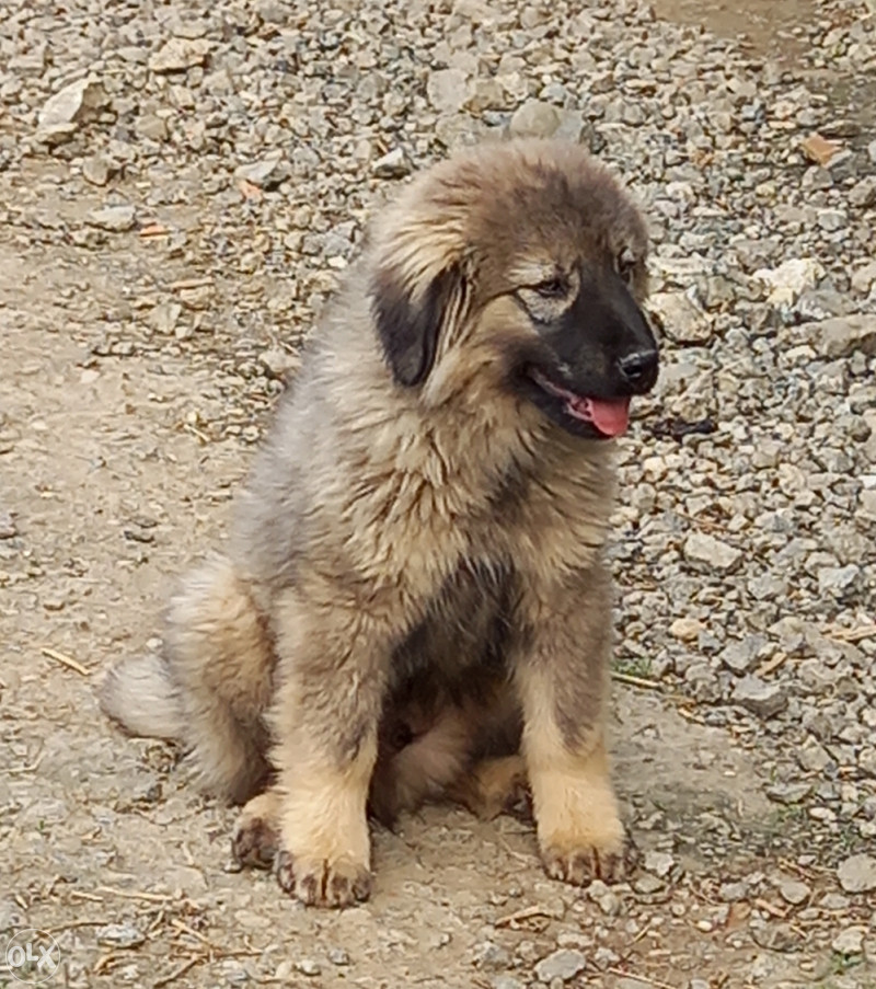 Sarplaninac muzjak Psi i Štenad