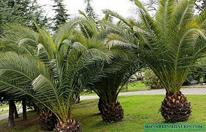Ukrasna palma