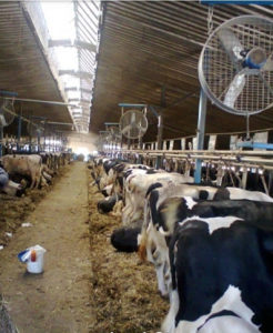 Ventilator za farme farmu stale stalu staju krave