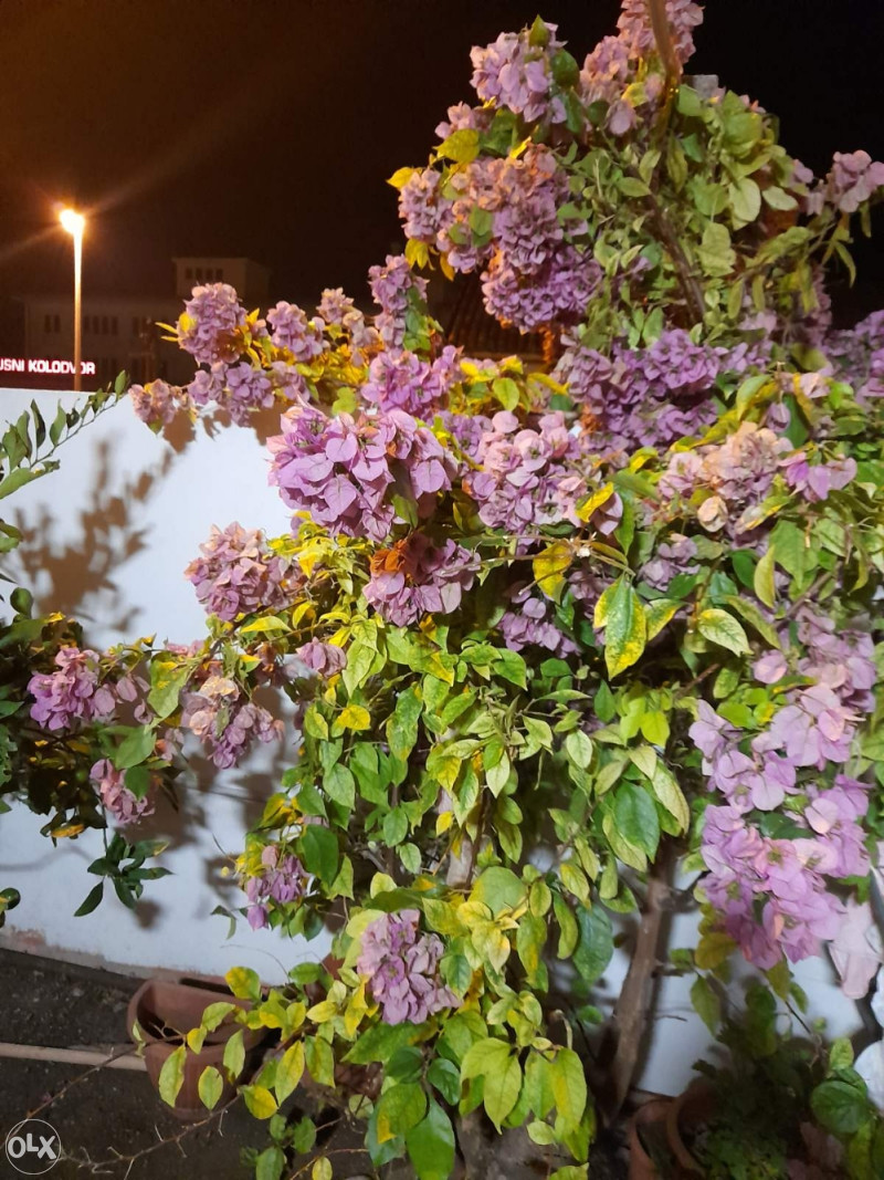 Kuća u Dubrovniku - Kantafig Gruž