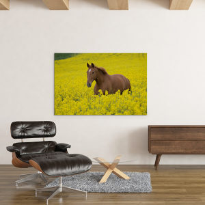 Canvas slika - Konj u polju