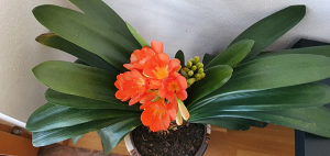 Clivia cvijet