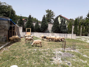 Kurbani(ovce)