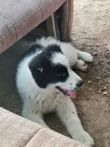 Azijat kangal sarplaninac tornjak