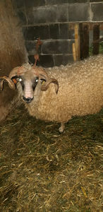 Kurbani ovnovi ovce