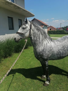 Konji zekani