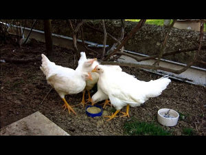 Leghorn pjetlici stari 3  mj.