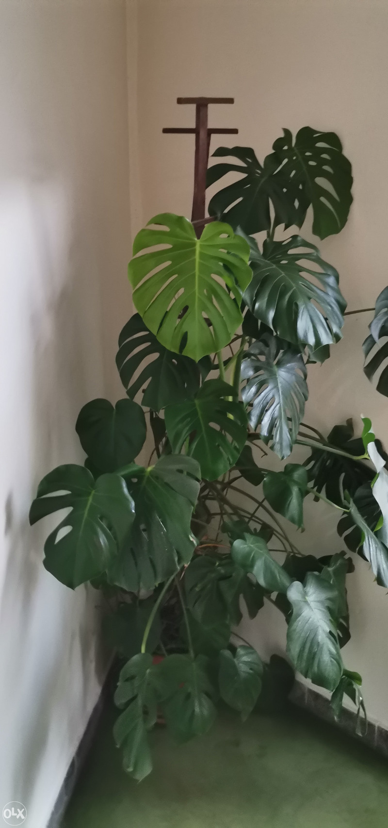 Cvijet Monstera visine 2+ m - Biljke i cvijee - OLX.ba
