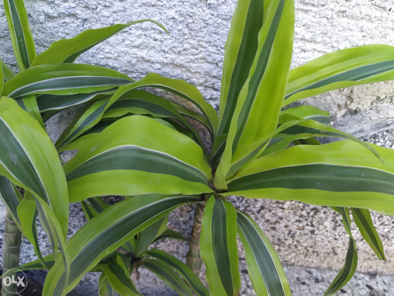 Dracena, Zmajevac, Palma, Dracaena - Biljke i cvijee - OLX.ba