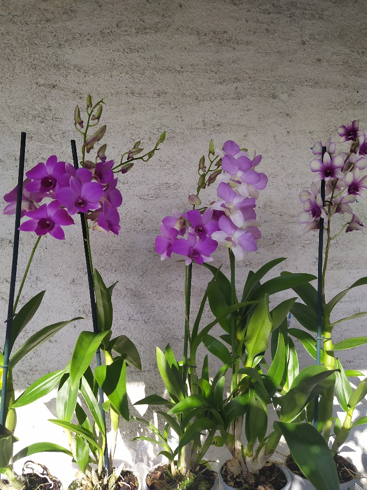 Orhideja, orhideje, rijetki DENDROBIUM