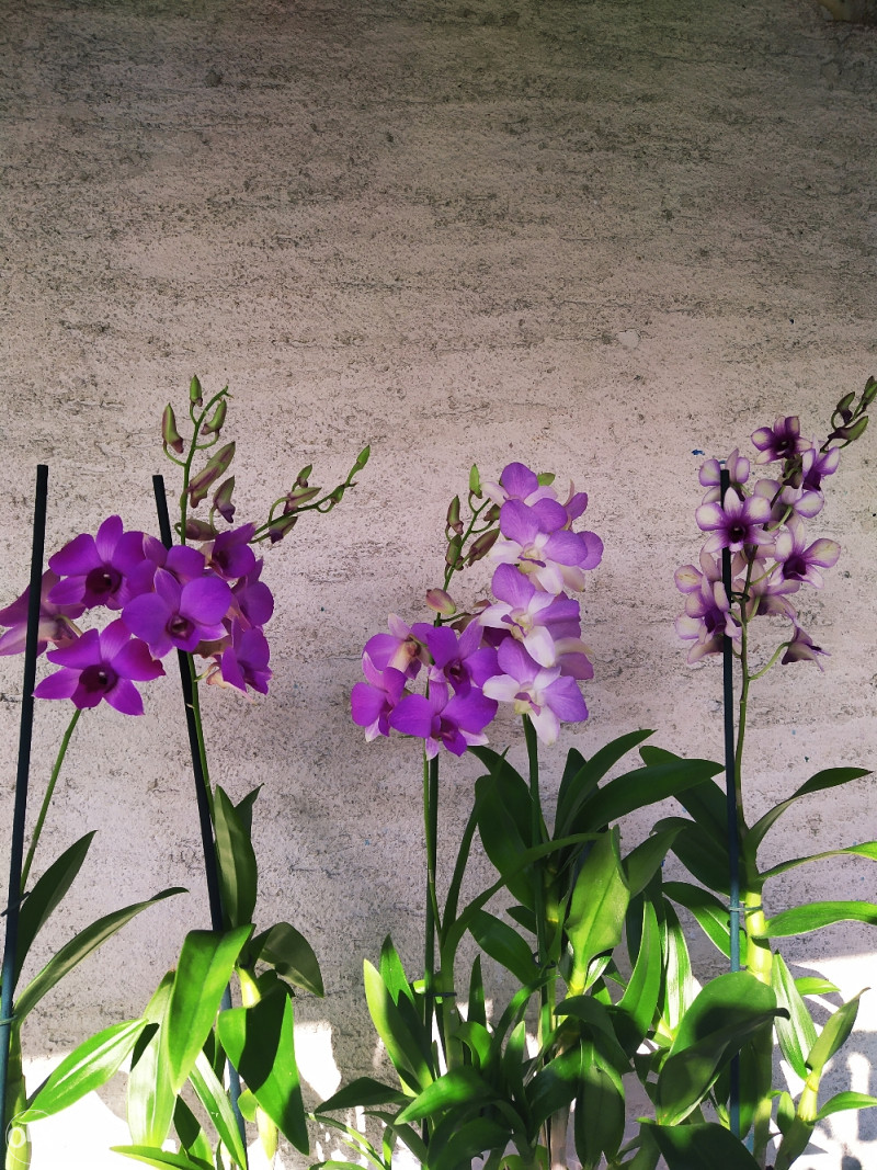 Orhideja, orhideje, rijetki DENDROBIUM