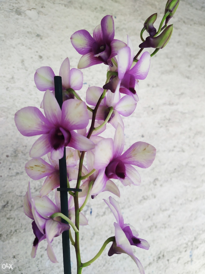 Orhideja, orhideje, rijetki DENDROBIUM