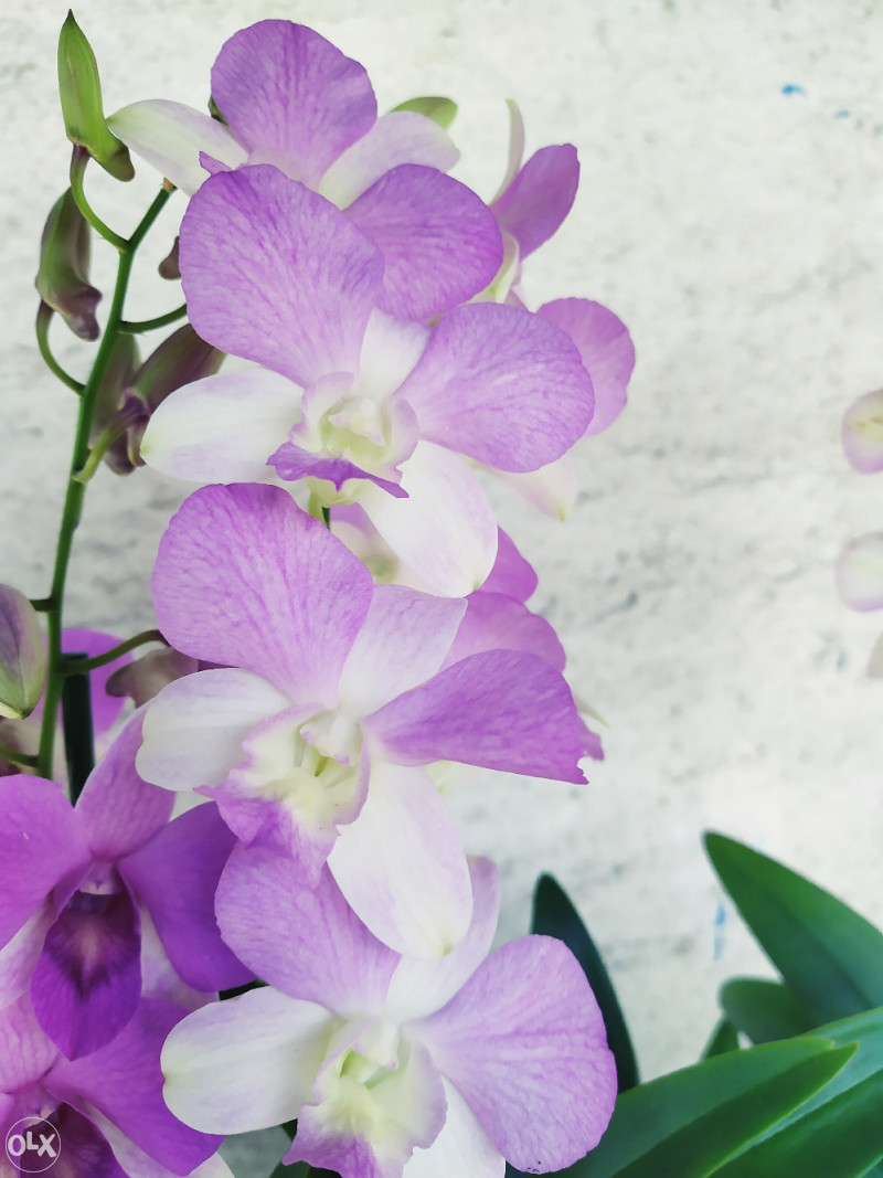 Orhideja, orhideje, rijetki DENDROBIUM