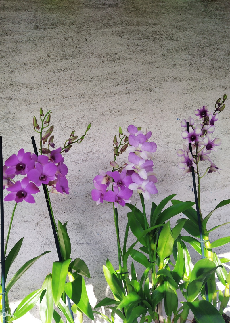 Orhideja, orhideje, rijetki DENDROBIUM