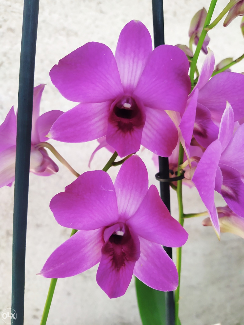 Orhideja, orhideje, rijetki DENDROBIUM