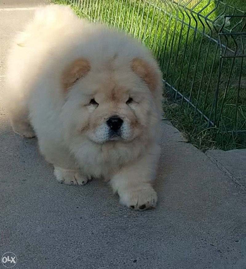 koliko koštaju štenci chow chow