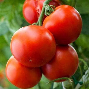 Sjemena sjeme paradajz Jabučar rajčica