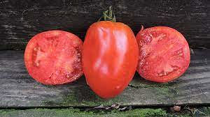 Sjemena sjeme paradajz Salvaterra