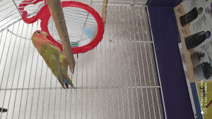 Ptica rozenkolis