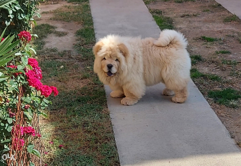 koliko koštaju štenci chow chow