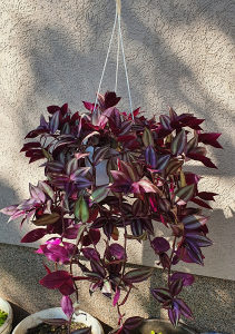 Tradescantia zebrina puzavica AKCIJA
