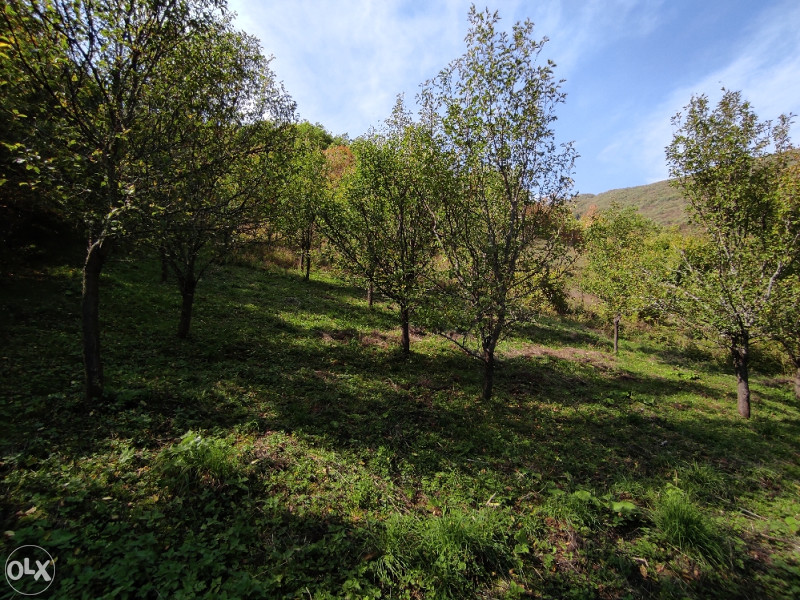 Zemljište Trnovo Gornja Presjenica FBIH 2500m2 Zemljišta OLX.ba