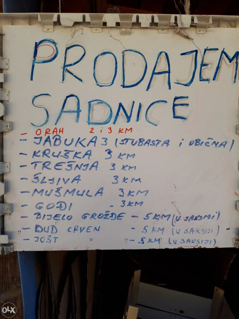 Crveni Dud sadnice sadnica