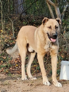 Turski kangal