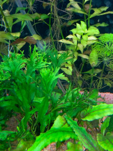 Microsorum pteropus Windelow-akvarijsko bilje