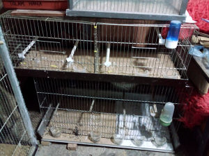 Kavezi za ptice