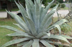 Agava kaktus 120cm