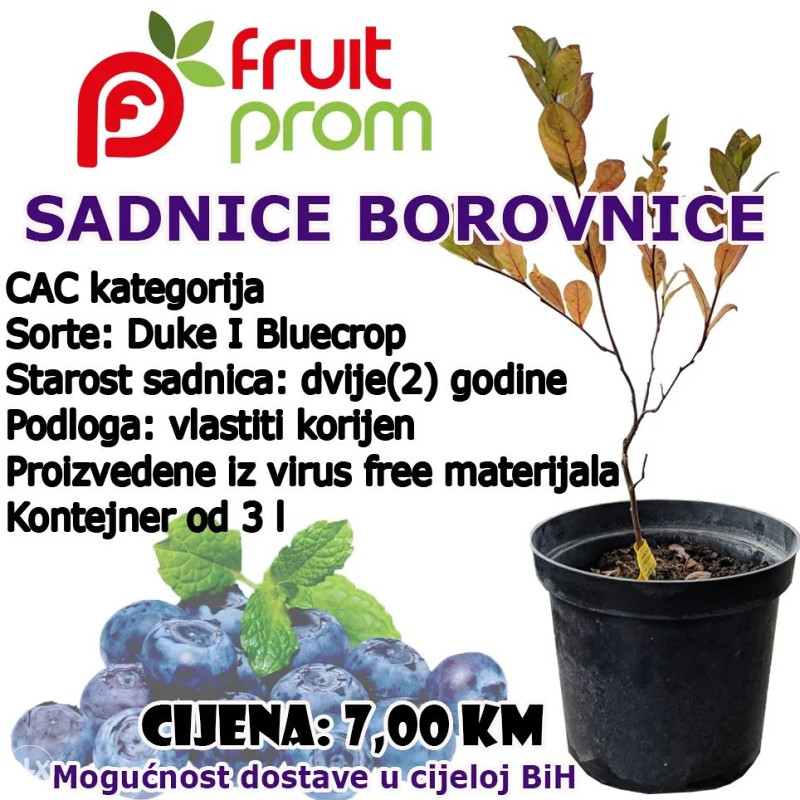 Sadnice američke borovnice