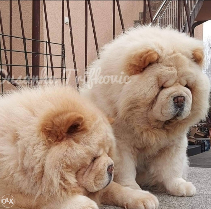 koliko koštaju štenci chow chow