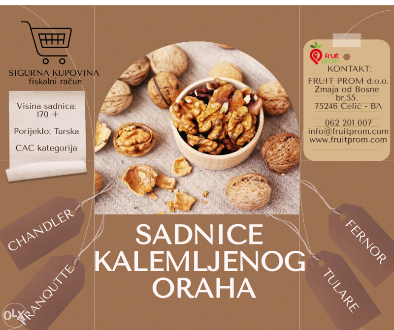 Sadnice kalemljenog oraha / Kalemljeni orah