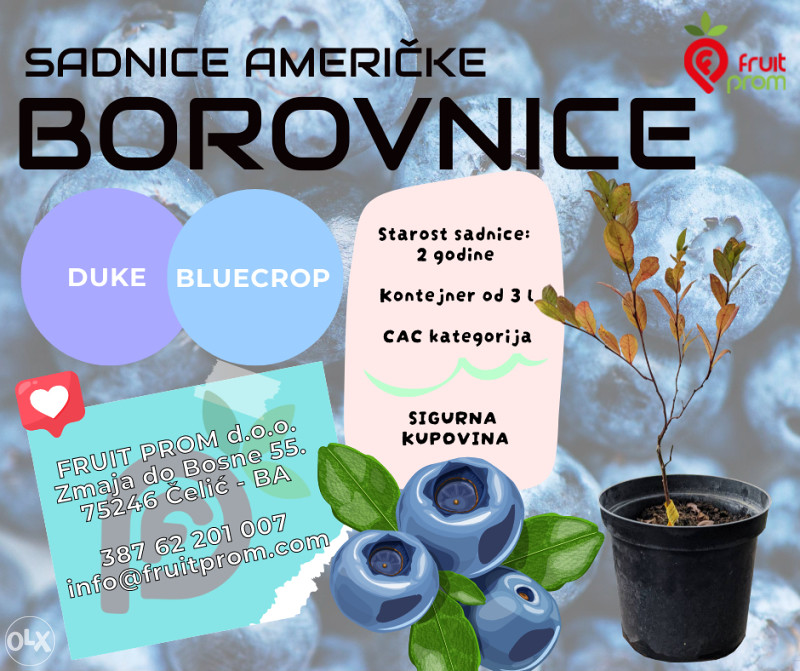 Sadnice američke borovnice