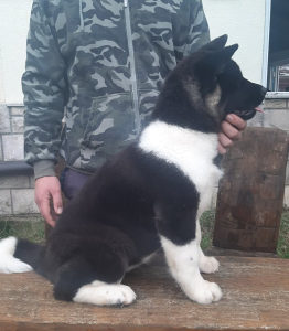 Američka akita "štene"