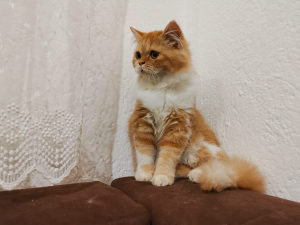 Perzijska mačka (persiska)