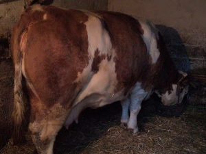 Visoko mlijecna rasna krava 800kg steona 9ti mjesec