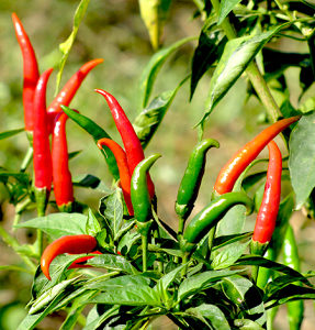 Ljekoviti divlji chilli Siling Labuyo ~20+ sjemenki