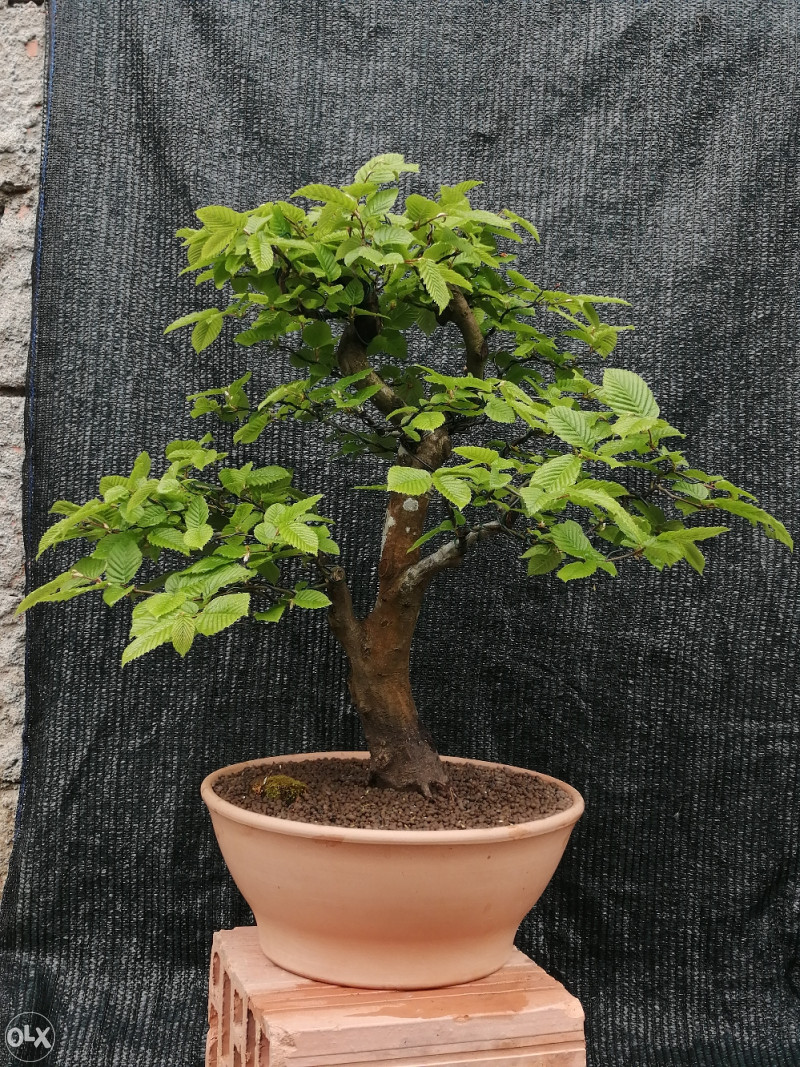 wie lange wächst ein bonsai Seedeo® Seidenakazie/Schlafbaum (Albizzia julibrissin) Bonsai 50 Samen