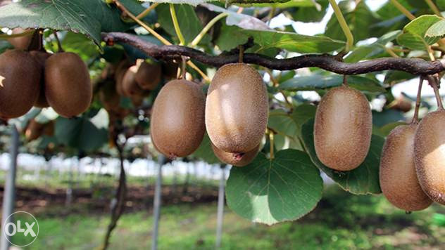 Kivi - Kiwi - sadnica u saksiji 2L